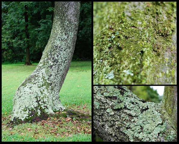 [Trees collage copy 2[6].jpg]